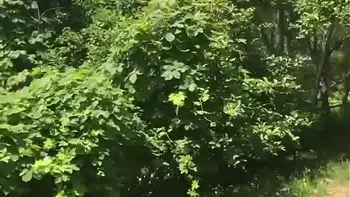 Traveling around Hungary (Budapest-Vac-Visegrad)