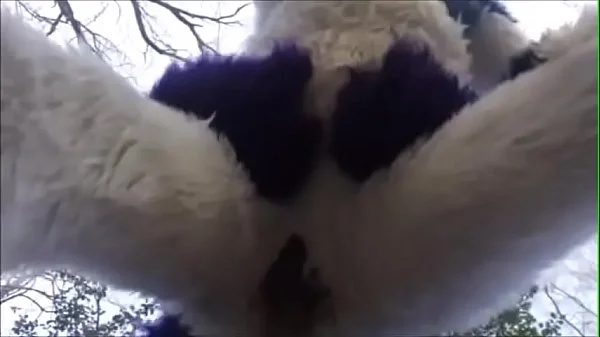 Fursuit Couple Mating in Woods