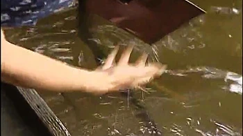 YAJ892-CRQFEMNQSW608091878