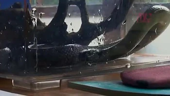 OQE153-NFDDCNYYVX387149942