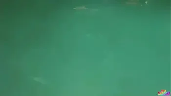 The pool had to be cleaned