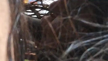 Indian English Teacher Gets Facial and Handjob from Big 8 Inch Cock Before Husband Comes Home