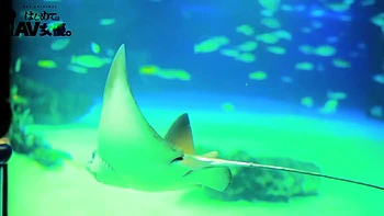 0011989_口淫 へそピ 黒ギャルなどが含まれている