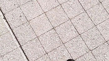 Aristocratic Kali Roses and Kali - oral porn - Mr Lucky Life