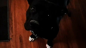 Busty brunette with big boobs rides cock