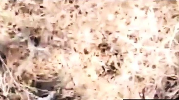 Французская любительница ебется на улице с POV